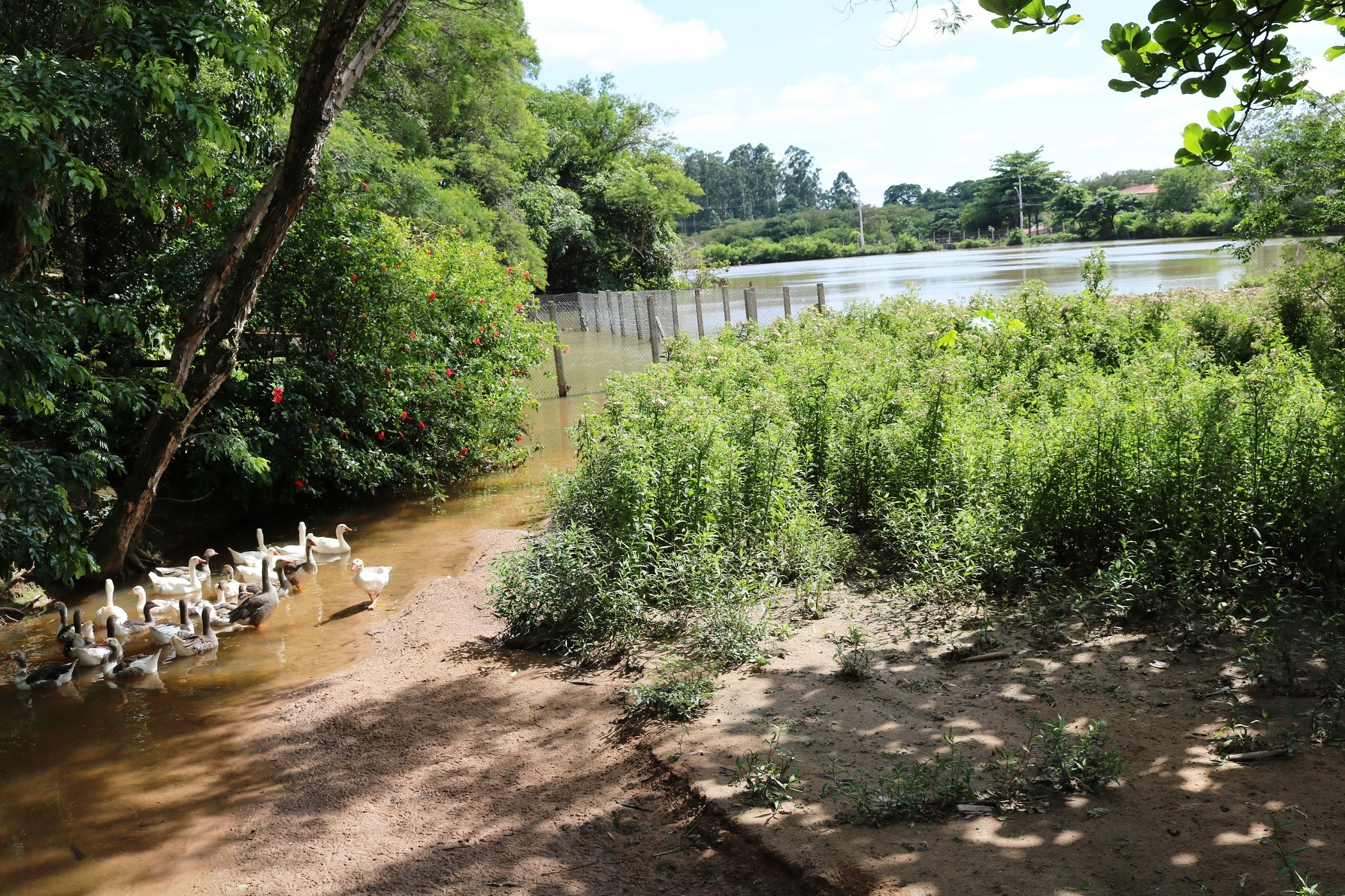 2019218_Lagoa Parque Isidoro Bordon _03.12.2018